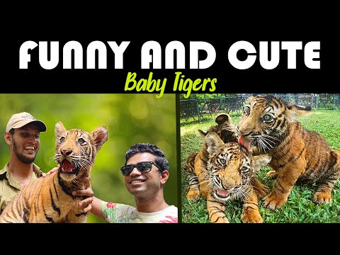 Video: Tiger Cub Membawa ke Luar Hebat