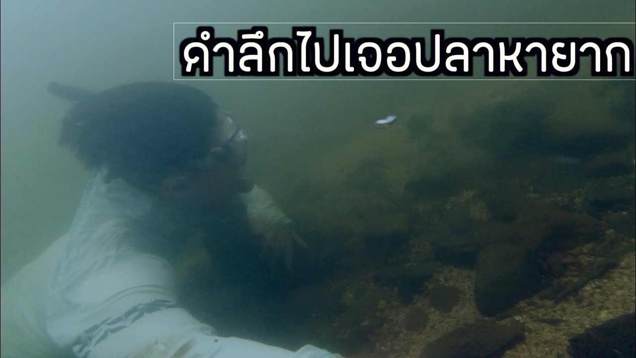 ดูปลาEP.5เจอปลากระทิงเพชรบุรี ปักเป้าน้ำจืด รากกล้วย ร่องไม้ตับ ปลาหายากอีกเพียบ ณ แก่งกระจาน
