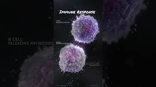 T-Cell B-Cell Communication: When a pathogen is detected, T-Cells activating B-Cells.