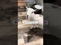 Do you think this is weird? #question #weird #funny #goat