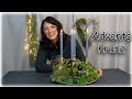 Adventskanz🕯🕯🕯🕯|Blumen und Dekorationen