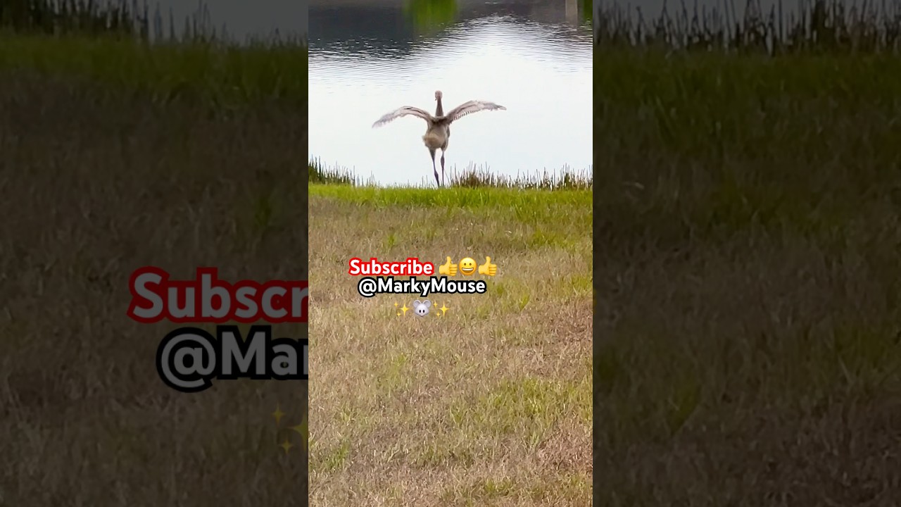 Rare Bird Sighting Baby Colt 