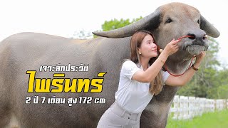 เจาะลึกประวัติ "ไพรินทร์" อายุ 2 ปี 7 เดือน กับความสูงกว่า 170 cm สายตรงไอริน โทร.092-741-5994