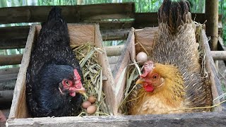 How To Make A Nest For Chickens To Lay Eggs, Farm Life || Family Farm Hoa Thiên Lý