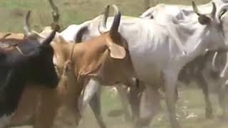 Pario Por Una Vaca - Jesus Daniel Quintero El Tigrito De Matanegra