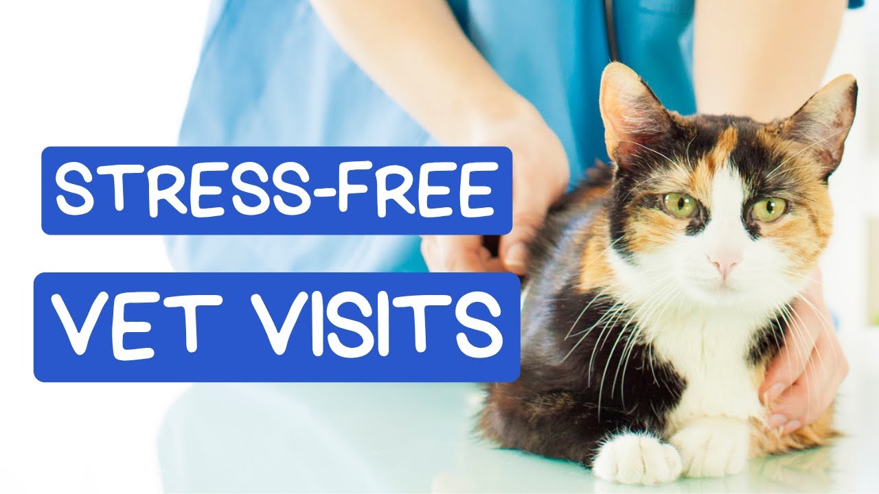 Do Cats Remember Vet Visits Do Cats Remember Vet Visits