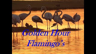 Golden Hour Flamingo's