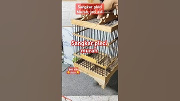 Sangkar burung pleci, sogon, konin sangkar jati #viralshorts #shorts #pleci