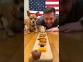 Dog Didn’t Waste a Second 😱🐶 #dog #funny #eatingchallenge #chihuahua #pets