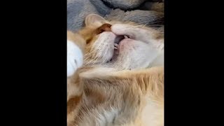 Chonk Cat Snoring | Sound On!