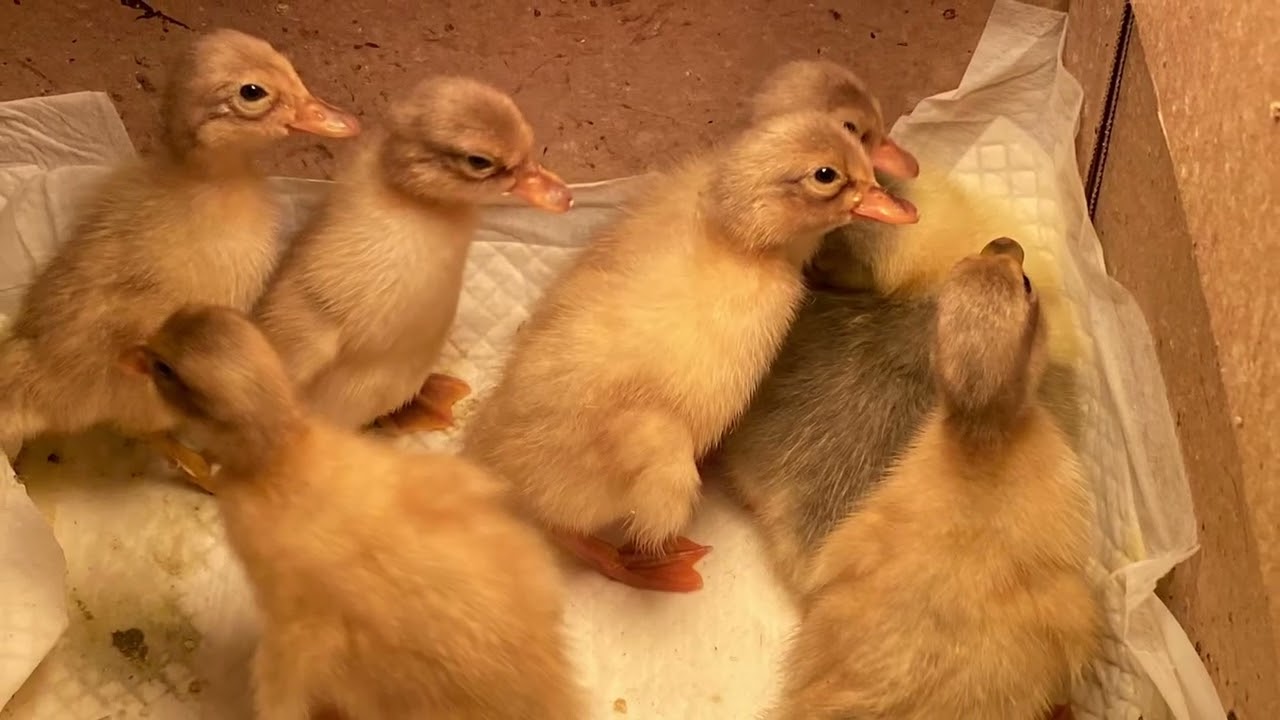 2025 My Farm Animals-2 photos