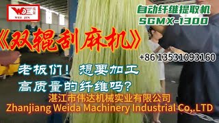 🔥New Sisal Automatic Decorticator SGMX-1300 Fiber Extraction Machine，4-5 tons/h ,high quality fiber✅
