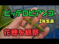 ピッテロビアンコ2年生苗の花穂を観察して数えてみました