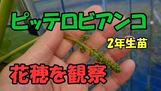 ピッテロビアンコ2年生苗の花穂を観察して数えてみました