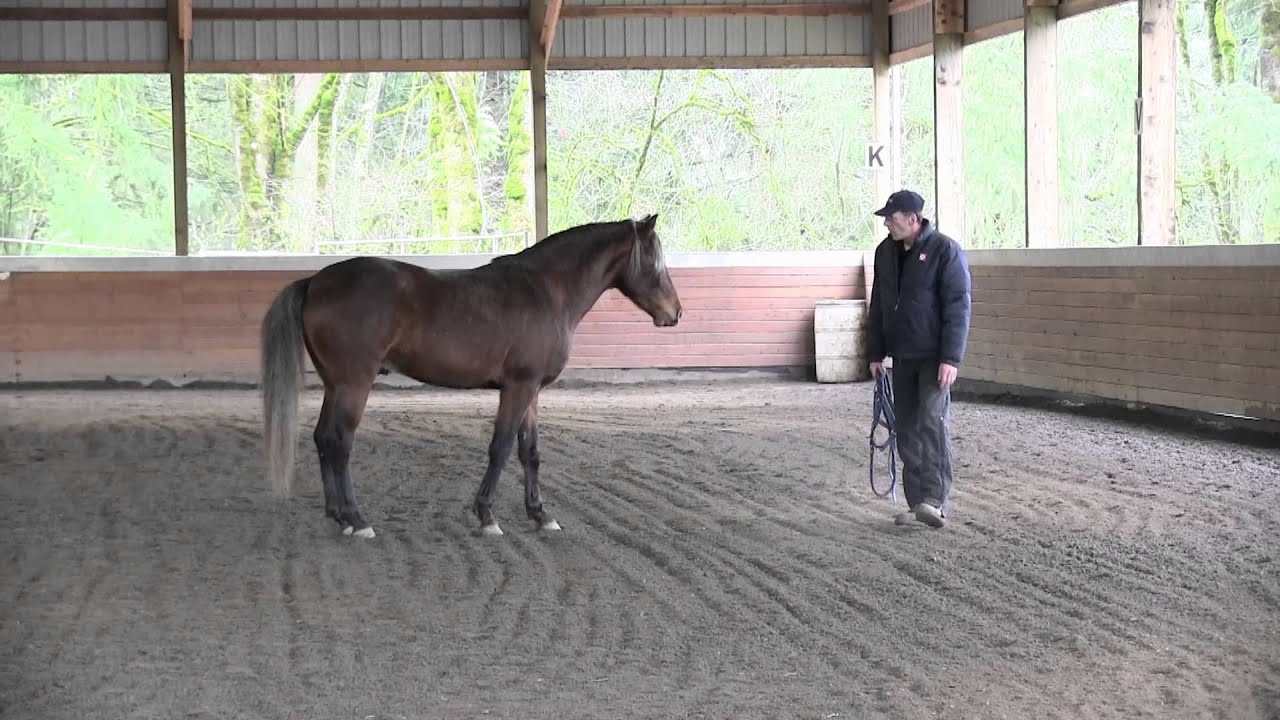 Stunning rocky mountain horse free lunging youtube