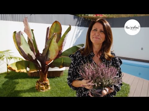 Vídeo: Como plantar urze?