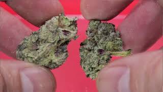 Strain Tasters Cannabis Reviews - Bernie Hanna Butter 🧈🧈  (Cookies)