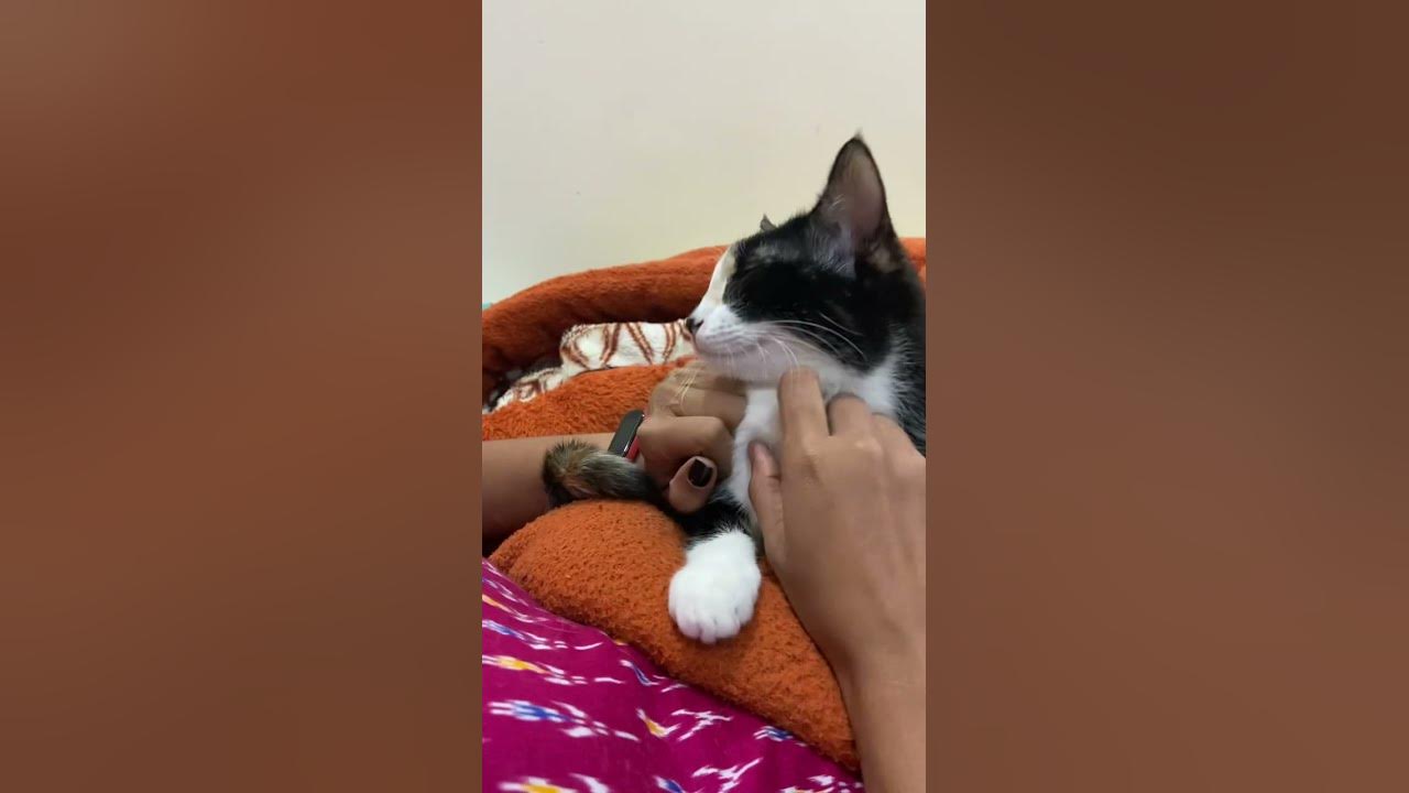 ASMR Cat Massage Purr Therapy Making My Cat Fall Asleep YouTube