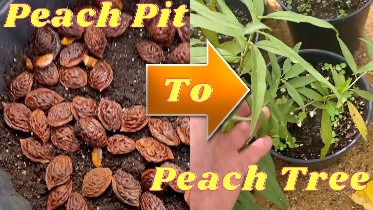 How to Plant and Grow a Peach Tree