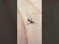 What Do Mosquitoes Eat? Incredible Macro Closeup of Mosquito Drinking Nectar!