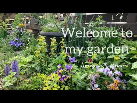 植えっぱなしで毎年咲く♫半日陰の庭でどんな植物を植えたらいいか悩んだらコレ♫初心者さんにもオススメの植物4選