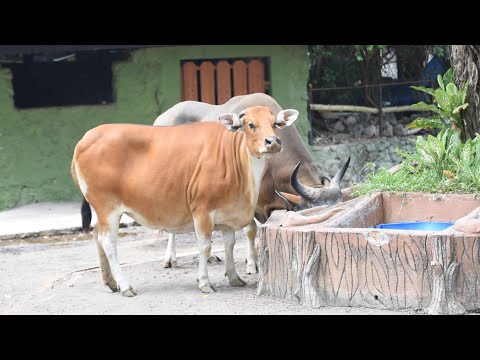 Apa ya bedanya Banteng Jawa dengan Sapi ? (Pantau KBS Eps. 6 Spesial Action Indonesia Day)