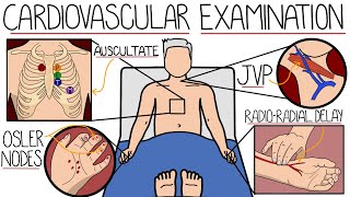 The Cardiovascular System Examination by Rhesus Medicine 21,024 views 4 months ago 10 minutes, 58 seconds