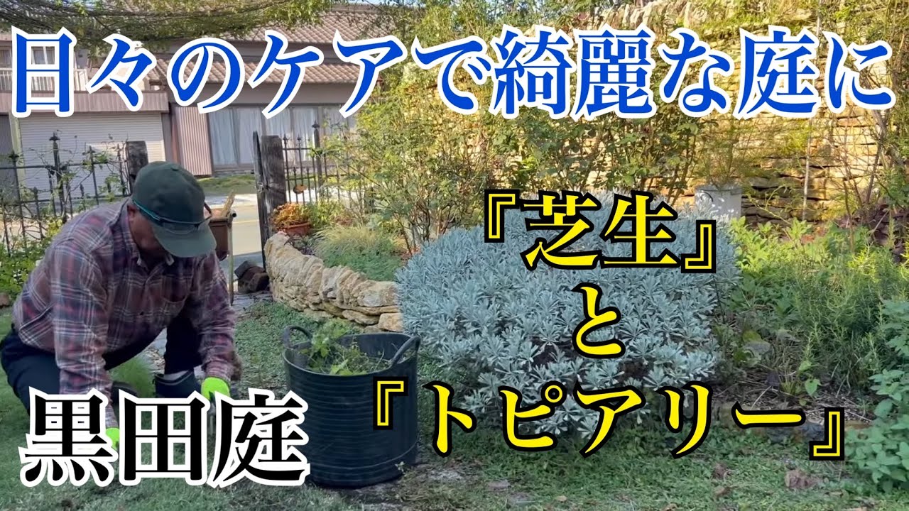 美しい庭を保つために！】芝生とトピアリーのお手入れ2024 Kuroda's