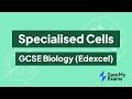 Specialised Cells: GCSE Biology (Edexcel)
