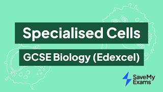 Specialised Cells: GCSE Biology (Edexcel)
