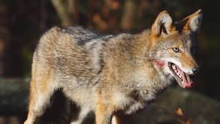 Койот (лат. Canis latrans) - хищное млекопитающее семейство псовых