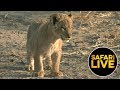 safariLIVE - Sunrise Safari - September 04, 2019