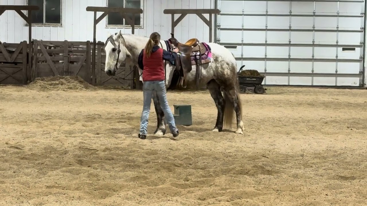 Fiyero - 7 year old Dapple Grey Draft Cross 