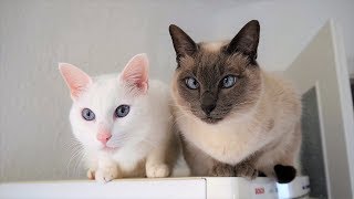 Siamese Cat Breed Information: Behavior, Needs, Compatibility, Care, Health & more