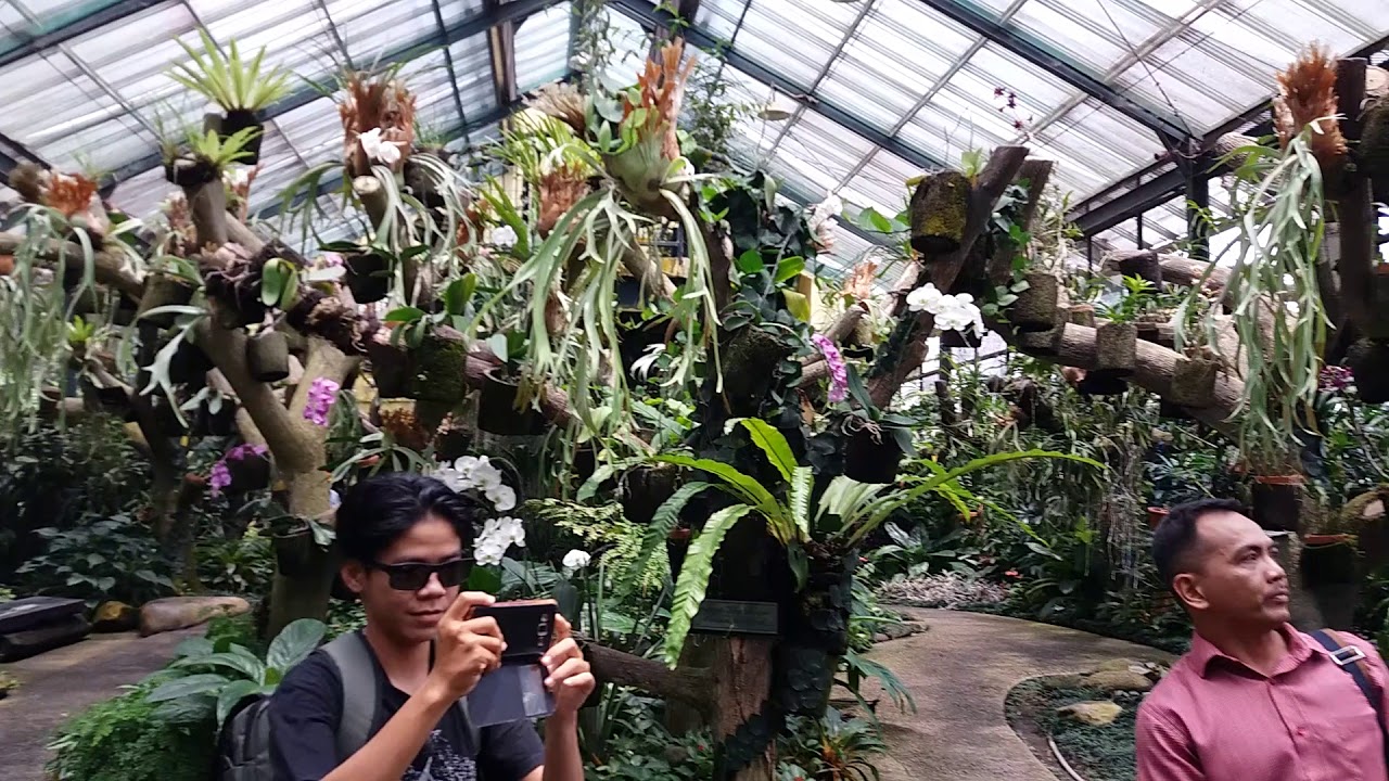  Taman  Anggrek Kebun  Raya  Bogor  YouTube