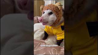 Tlacuache Tlacuatzin #animales