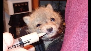 Second Chance For A Baby Fox (part 1)