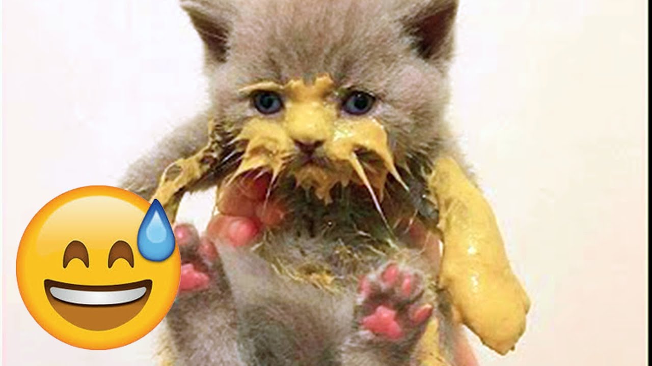 Only 1% Can Watch Without Laughing 😹🐶 Cats & Dogs 2026 🌈 