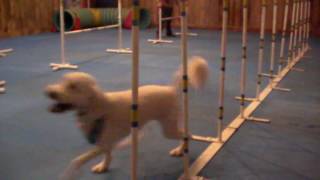 Nova Agility Class Oct 27 2016 Lily Bear 2