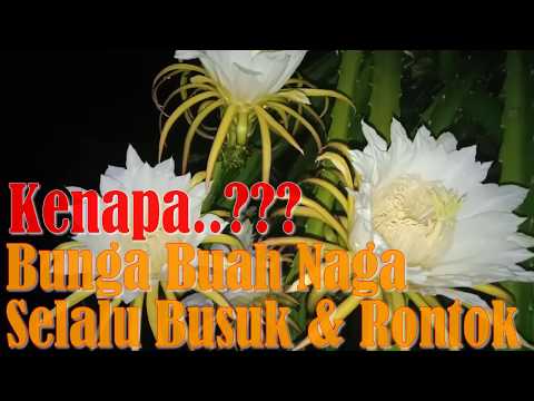 Video: Bilakah Buah Naga Mekar - Sebab Tiada Bunga Pada Kaktus Buah Naga