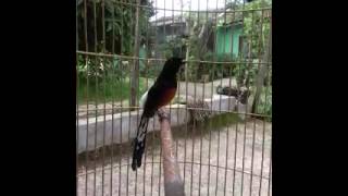 Download Lagu murai batu balak 8 ring isian komplit MP3