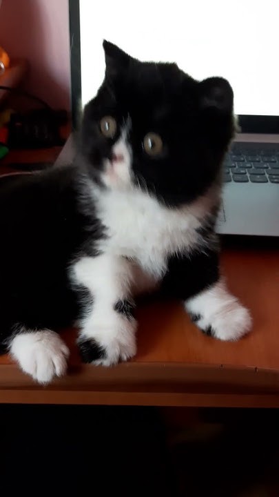Котёнок миленький #котики #cat #funny #funnyshorts #animals #кошки # ...