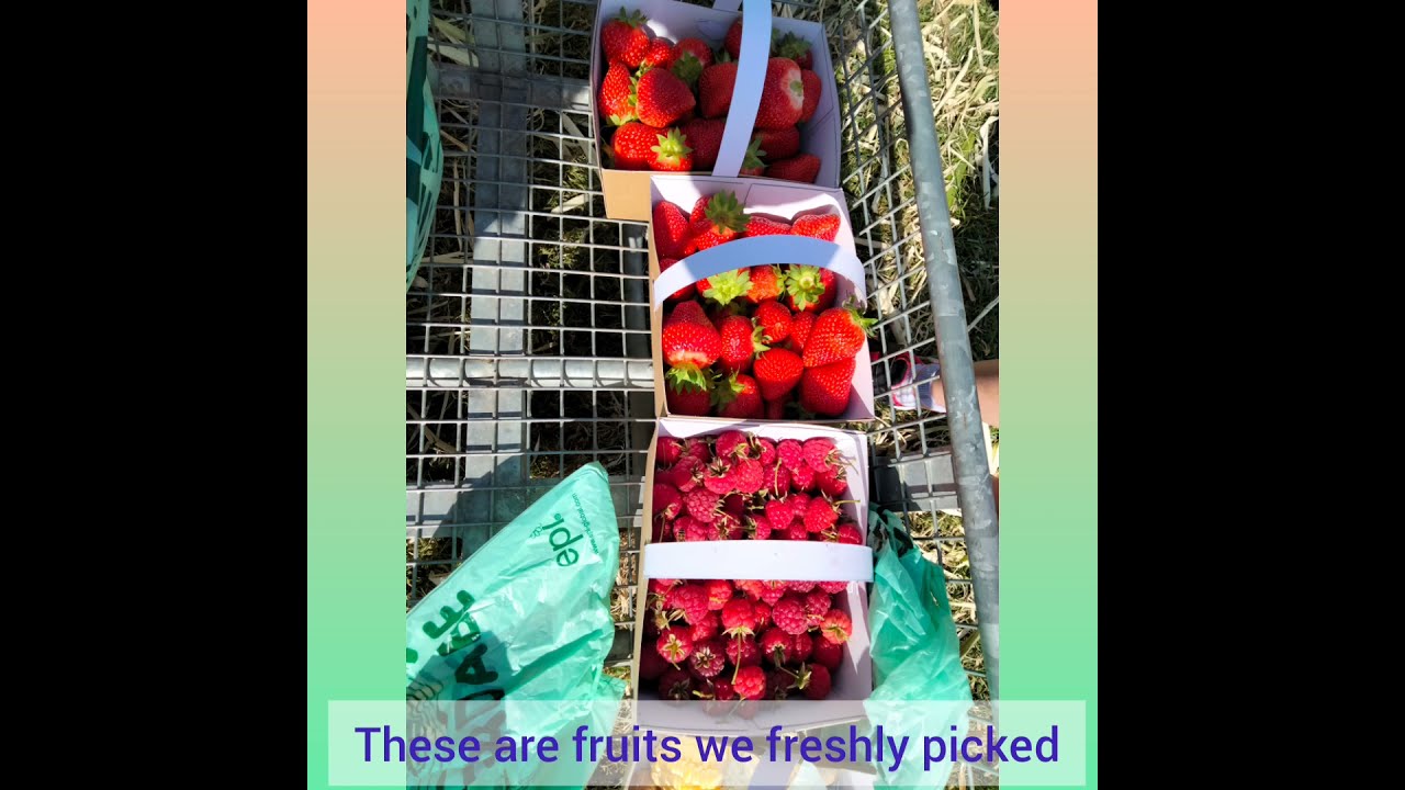 Strawberry 🍓🍓🍓 picking Parkside Farm Enfield ) YouTube