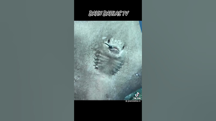 Here's How A Stingray Eats Its Food