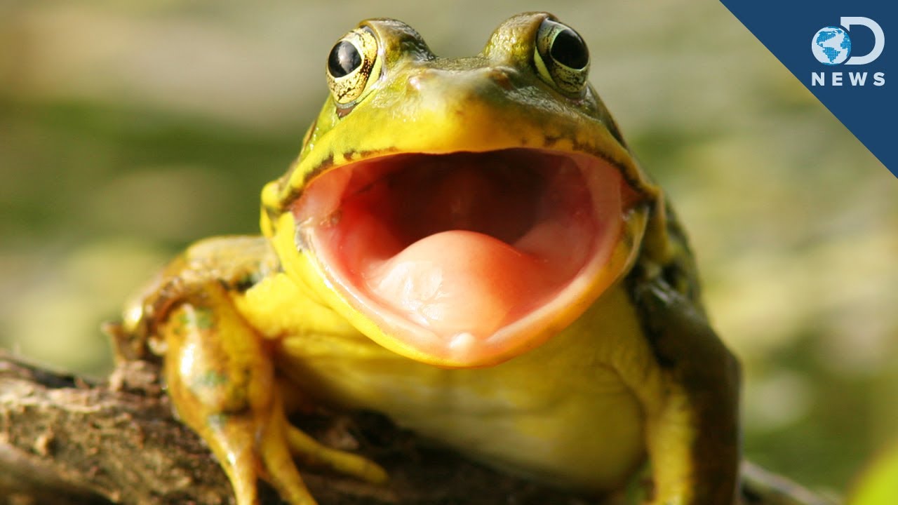 Frog Hears With Its Mouth - YouTube