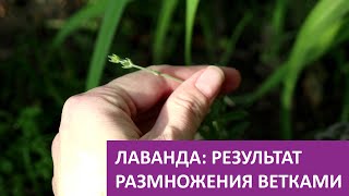 Лаванда. Результат размножение ветками (черенкованием). Июнь