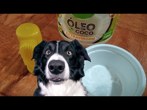Vídeo: A maneira mais barata de manter os dentes do seu cão limpos