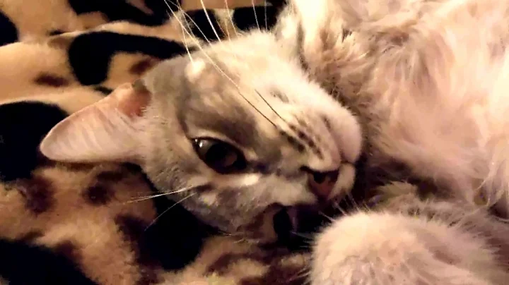 Watch the video about Blue Abyssinian cat - half asleep