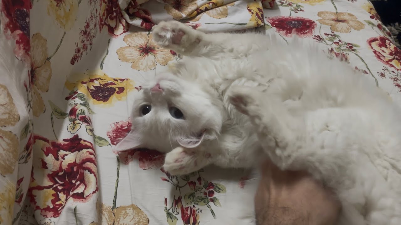 Deaf Kitty Enjoying Herself 