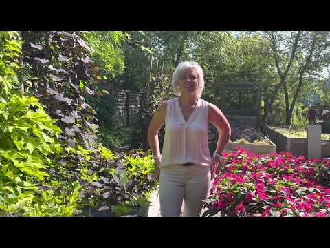 Bounce Impatiens and Solar Tower Ipomoea (Potato Vine) raised gardens